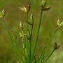 Toad Rush (Juncus bufonius): This little native Rush was only about 2 inches tall.